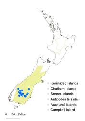 Veronica hectorii subsp. demissa distribution map based on databased records at AK, CHR & WELT.
 Image: K.Boardman © Landcare Research 2022 CC-BY 4.0
